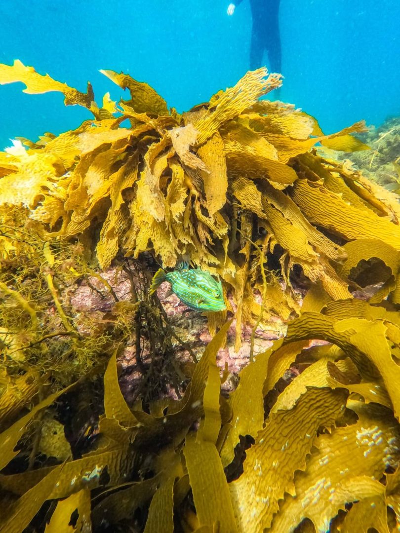 Bright green and yellow kelp forest underwater with a spotted fish swimming among the fronds, captured while snorkelling on a Tasmania East Coast Road Trip.