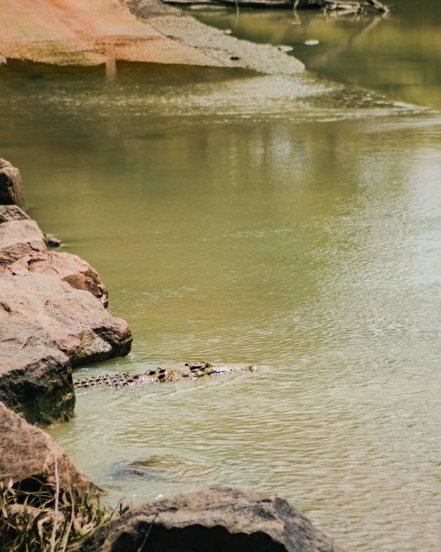A crocodile swims across the muddy river in front of the submerged road at Cahills Crossing. The wildlife encounter is a striking stop on a Darwin to Kakadu weekend road trip.