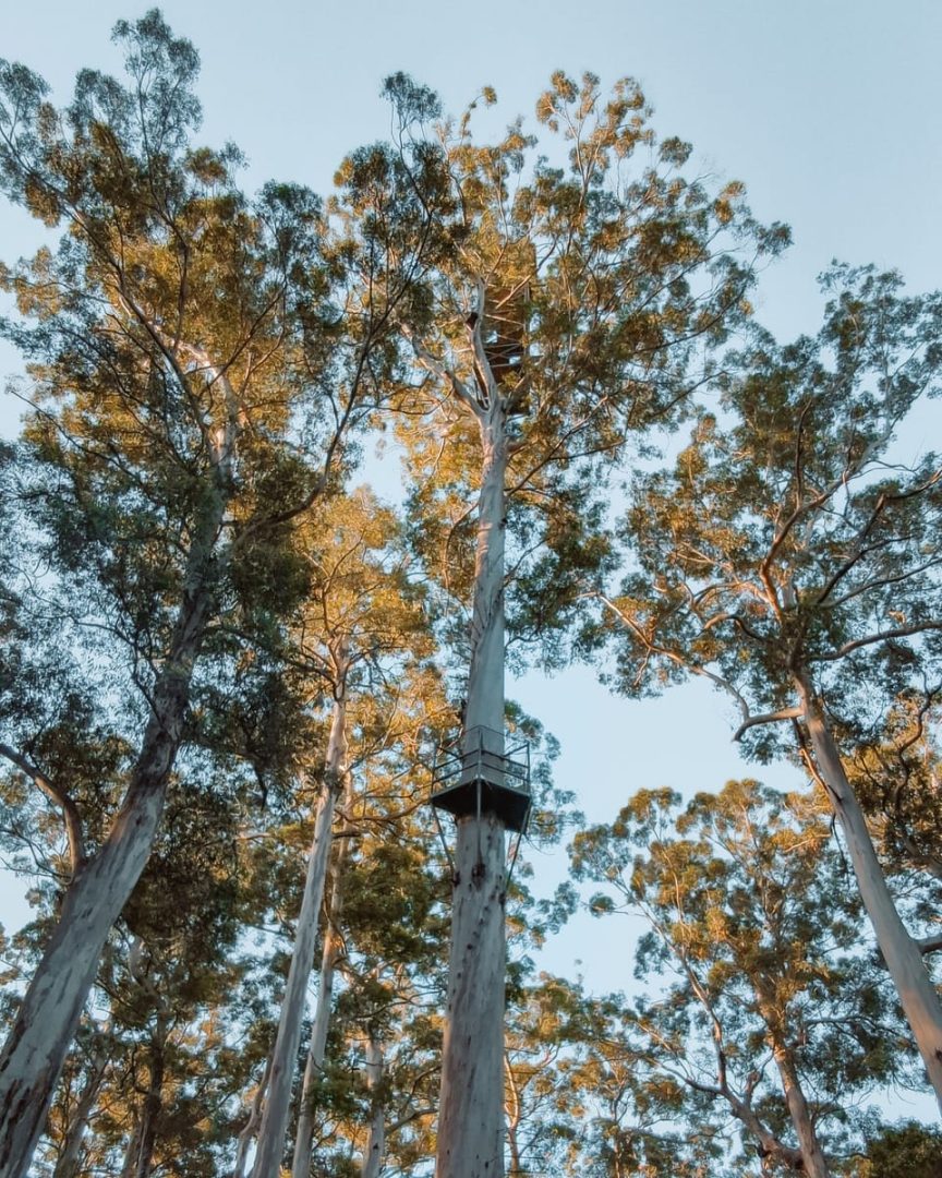 An unsealed road runs through a sunlit forest of tall trees near Pemberton in Western Australia. The wide dirt track shows the type of forest roads encountered while exploring the area.