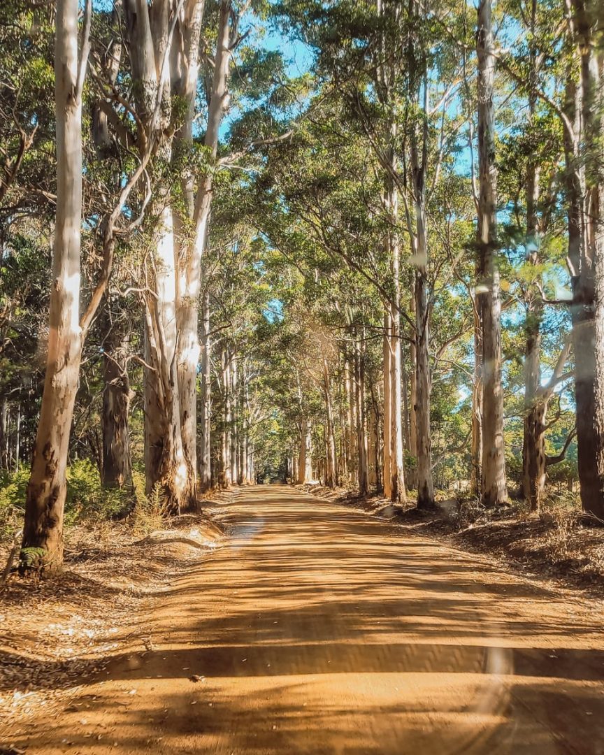The Dave Evans Bicentennial Tree towers above the surrounding forest with a metal lookout platform attached high on its trunk. Tall trees frame the climbing tree against a clear blue sky.