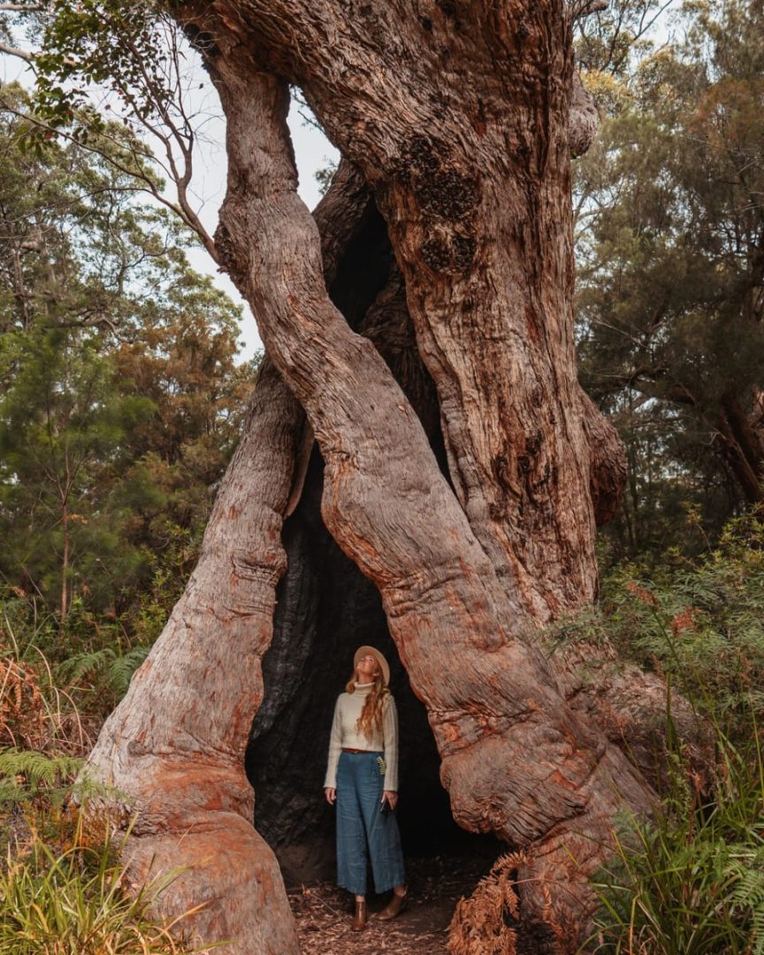 A woman stands inside the enormous hollow trunk of a giant tingle tree near Walpole in Western Australia. Her small scale beneath the twisting trunk shows the immense size of the tree on the optional Valley of the Giants extension.