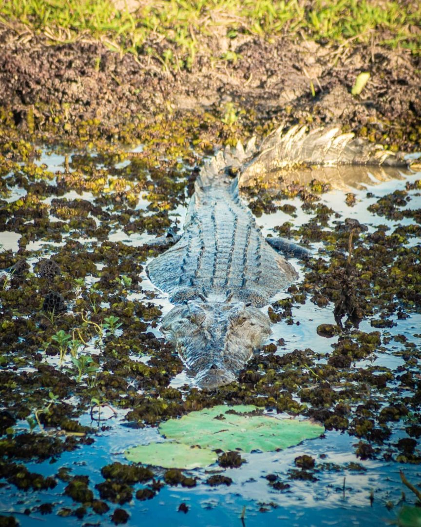 A crocodile rests almost fully submerged among aquatic plants at Yellow Water Billabong. Its ridged back and watchful eyes remain visible during a wildlife cruise on a Darwin to Kakadu weekend road trip.
