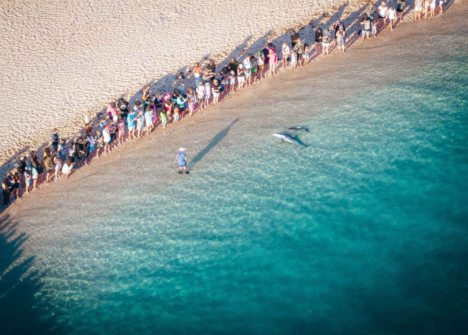 A crowd lines the shore at Monkey Mia as two dolphins swim through clear turquoise water close to the beach. A guide stands knee deep in the shallows while visitors watch from the sand. Credit: Tourism Western Australia