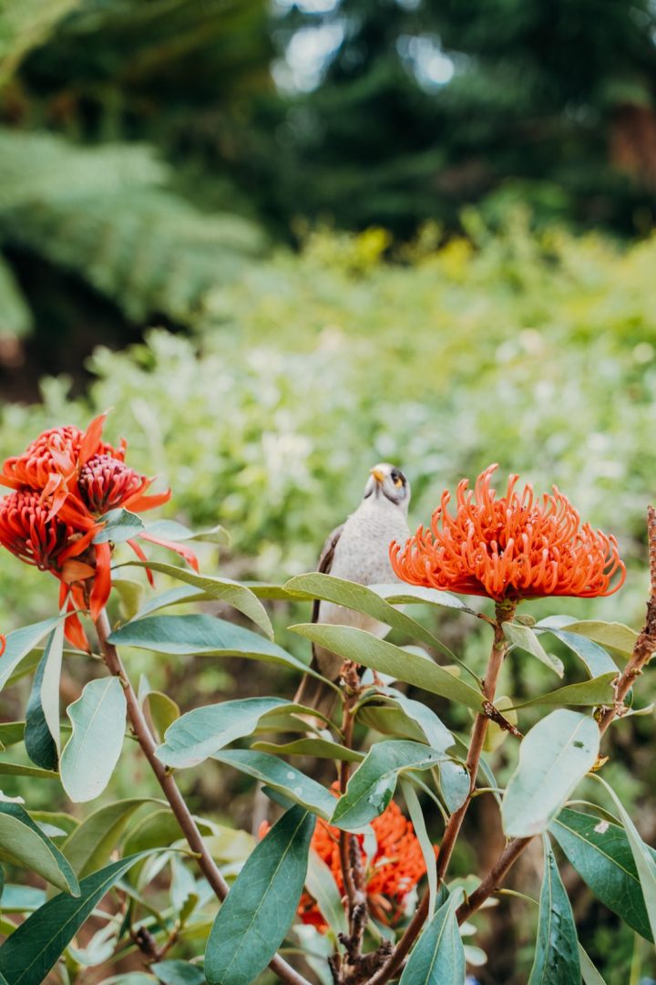 A noisy miner perched among red waratah flowers at the Australian Botanic Garden Mount Annan.